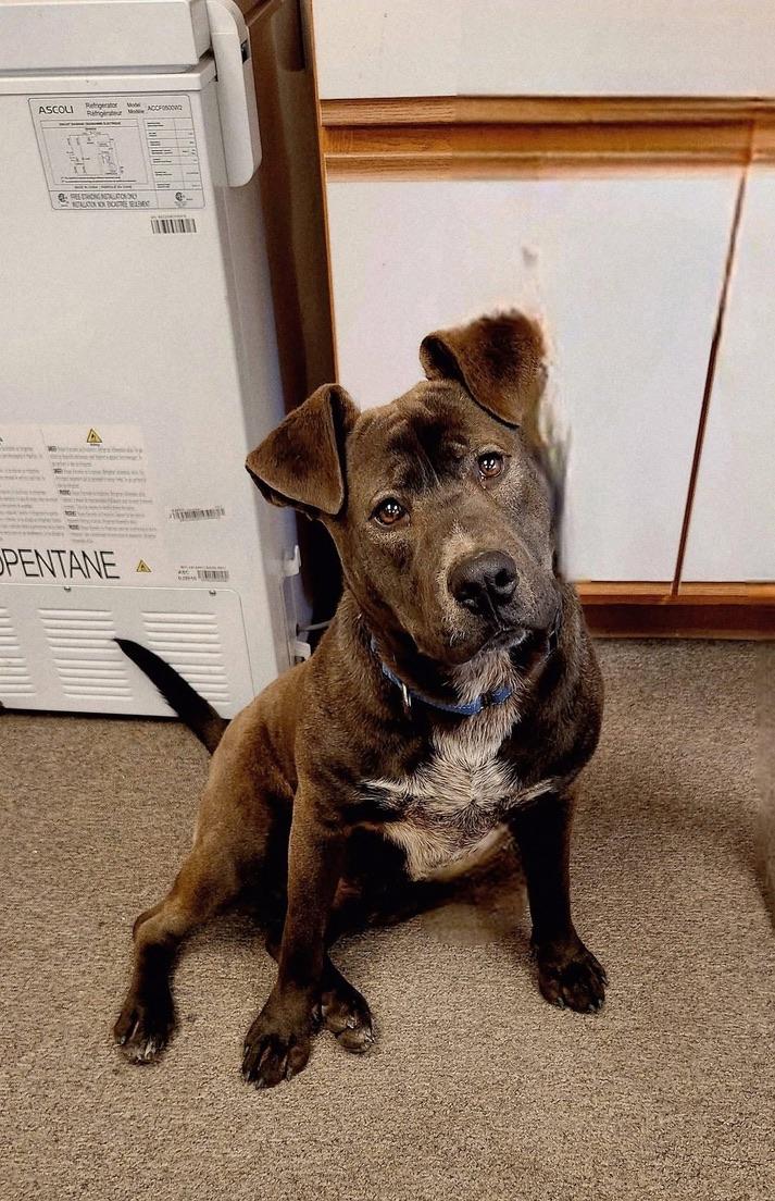 Zee, an adoptable mixed breed in Long Beach, WA image 3/6