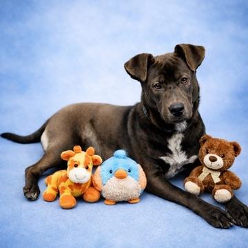 Enlarge Zee, a Adoptable mixed breed in Long Beach, WA image 1/4