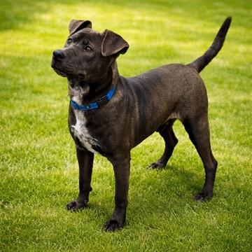 Enlarge Zee, a Adoptable mixed breed in Long Beach, WA image 4/4