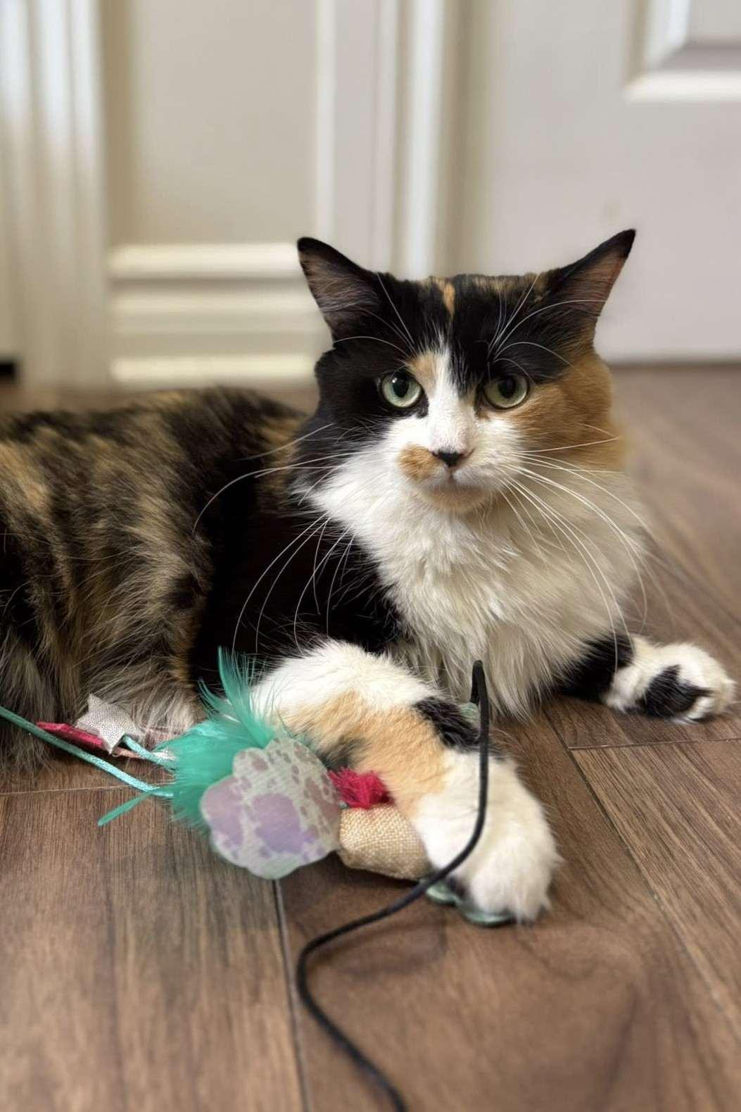 Enlarge Kitty Kat, a Adopted Domestic Long Hair in Smiths falls, ON image 1/4