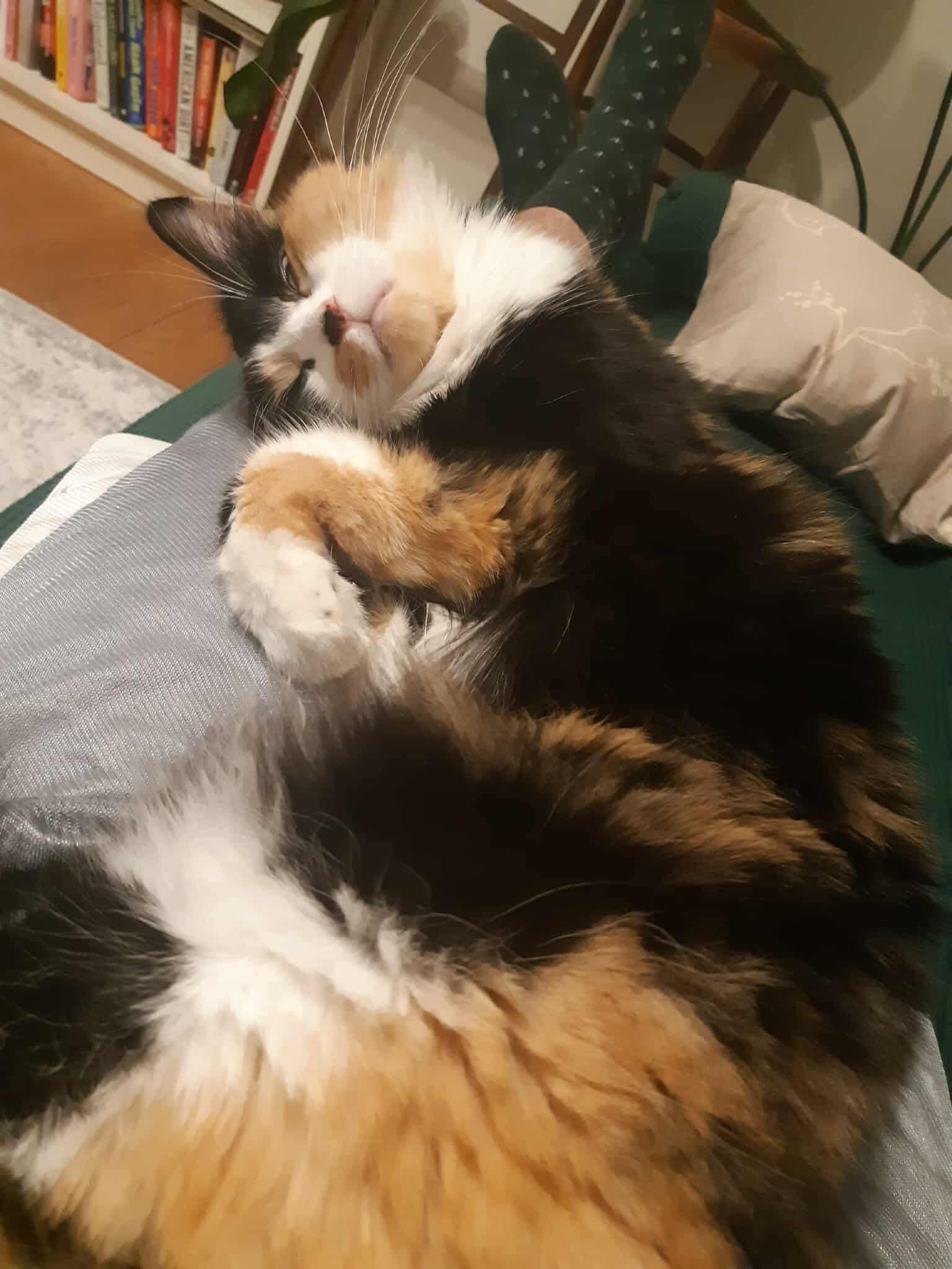 Enlarge Kitty Kat, a Adopted Domestic Long Hair in Smiths falls, ON image 2/4