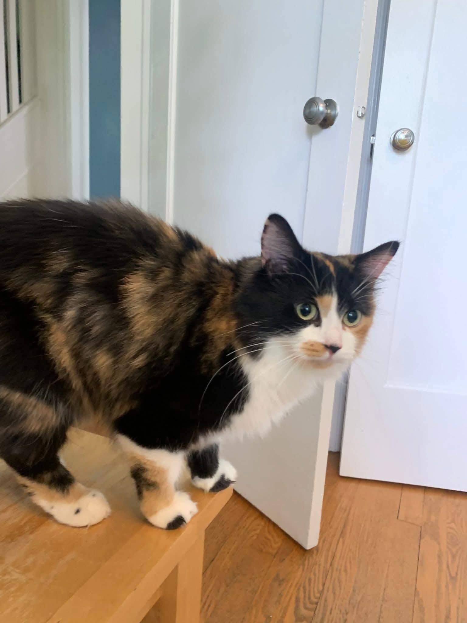 Enlarge Kitty Kat, a Adopted Domestic Long Hair in Smiths falls, ON image 3/4