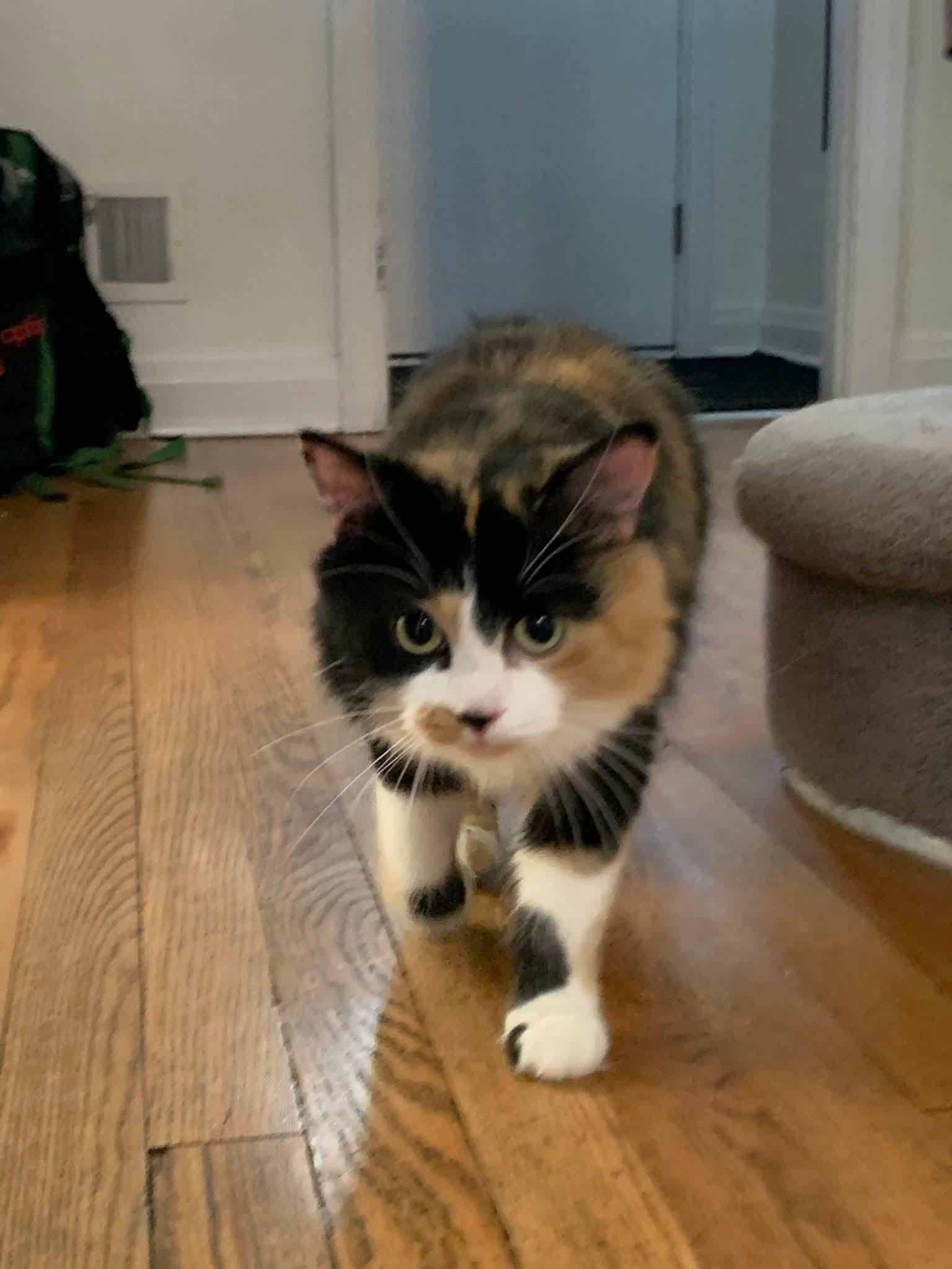 Enlarge Kitty Kat, a Adopted Domestic Long Hair in Smiths falls, ON image 4/4