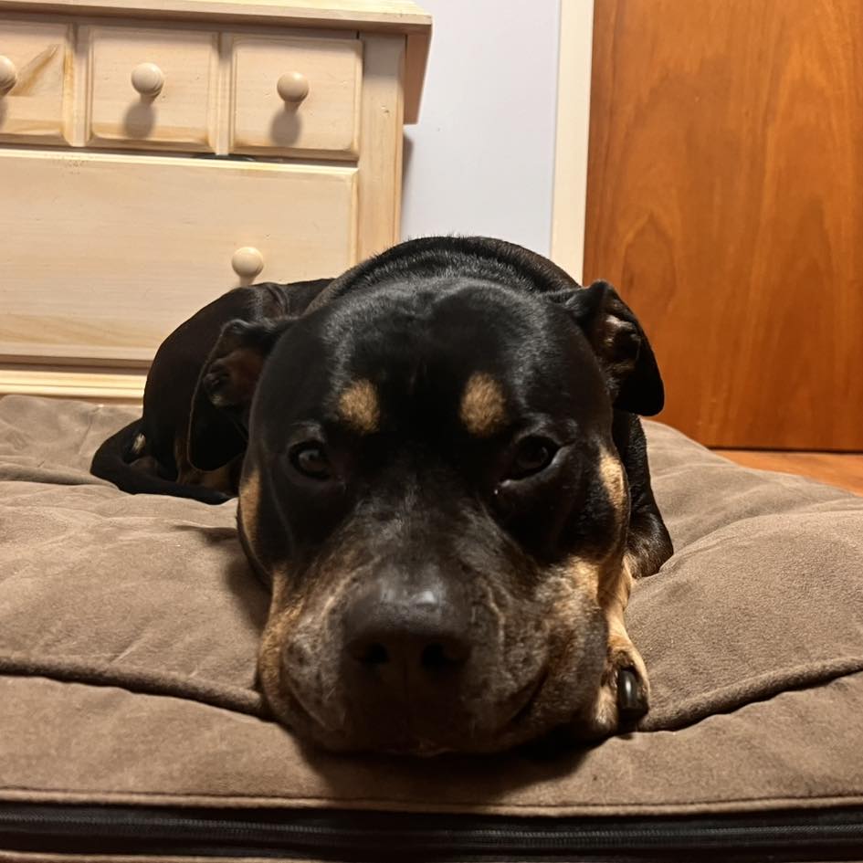 Roxy, a Adoptable mixed breed in Phoenixville, PA image 5/6