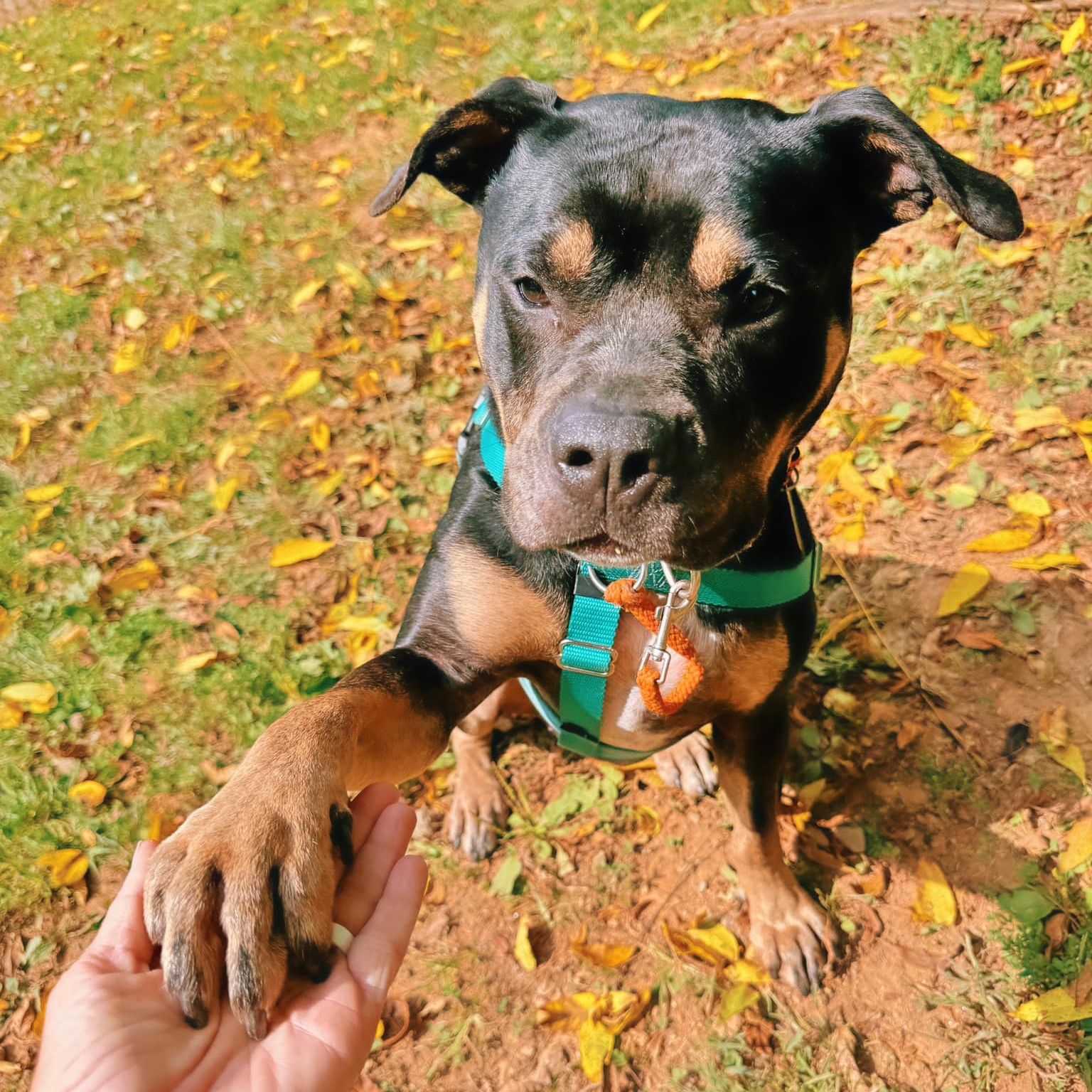 Roxy, a Adoptable mixed breed in Phoenixville, PA image 6/6