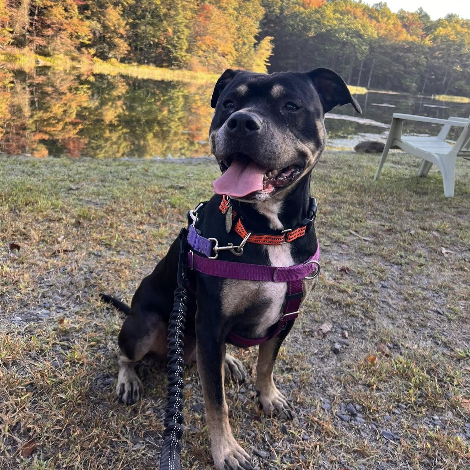 Roxy, Adoptable, Adult Female Pit Bull Terrier.