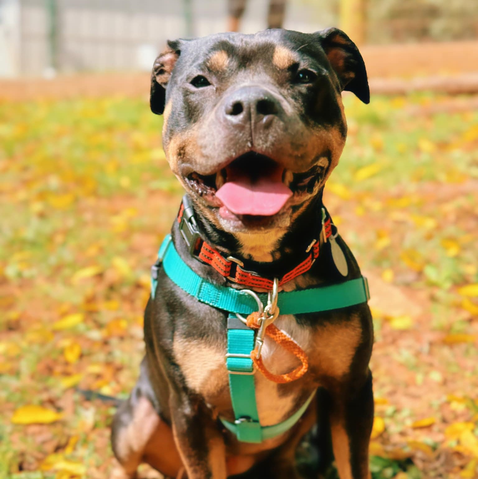 Roxy, a Adoptable mixed breed in Phoenixville, PA image 3/6