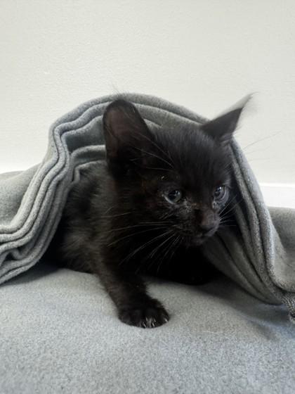 Pumpkin Spice, Adoptable, Kitten Male Domestic Short Hair & Domestic Short Hair.