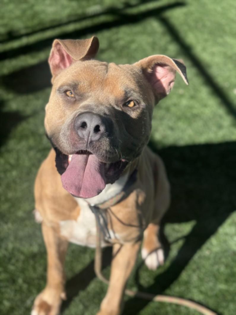 CANDLE, Adoptable, Young Male Cane Corso.