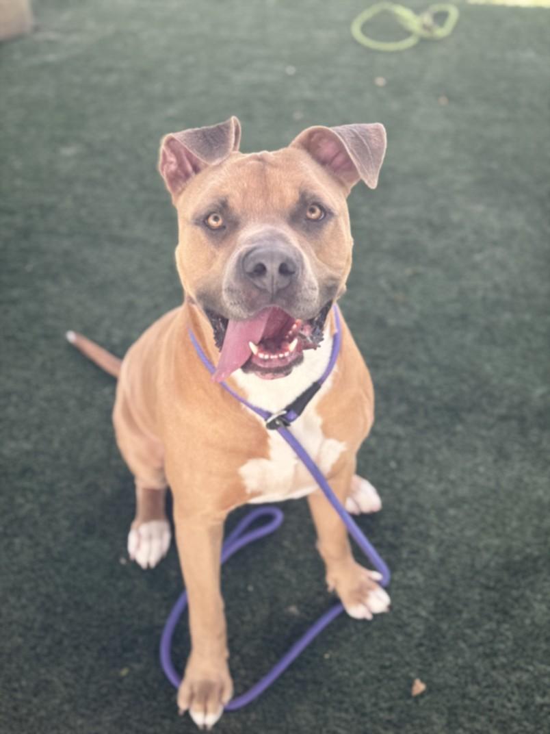 Enlarge CANDLE, a Adoptable Cane Corso in Chatsworth, CA image 1/1