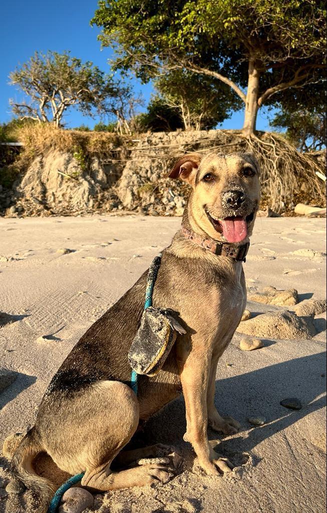 Marla, Adult Female Mixed Breed