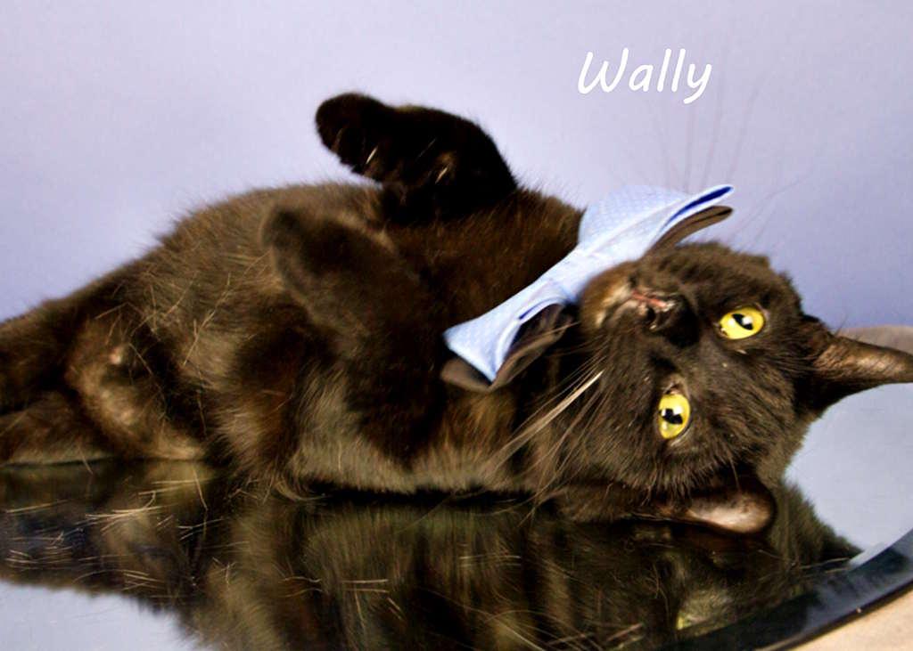 Enlarge Wally, a Adoptable Domestic Short Hair in York, NE image 2/4