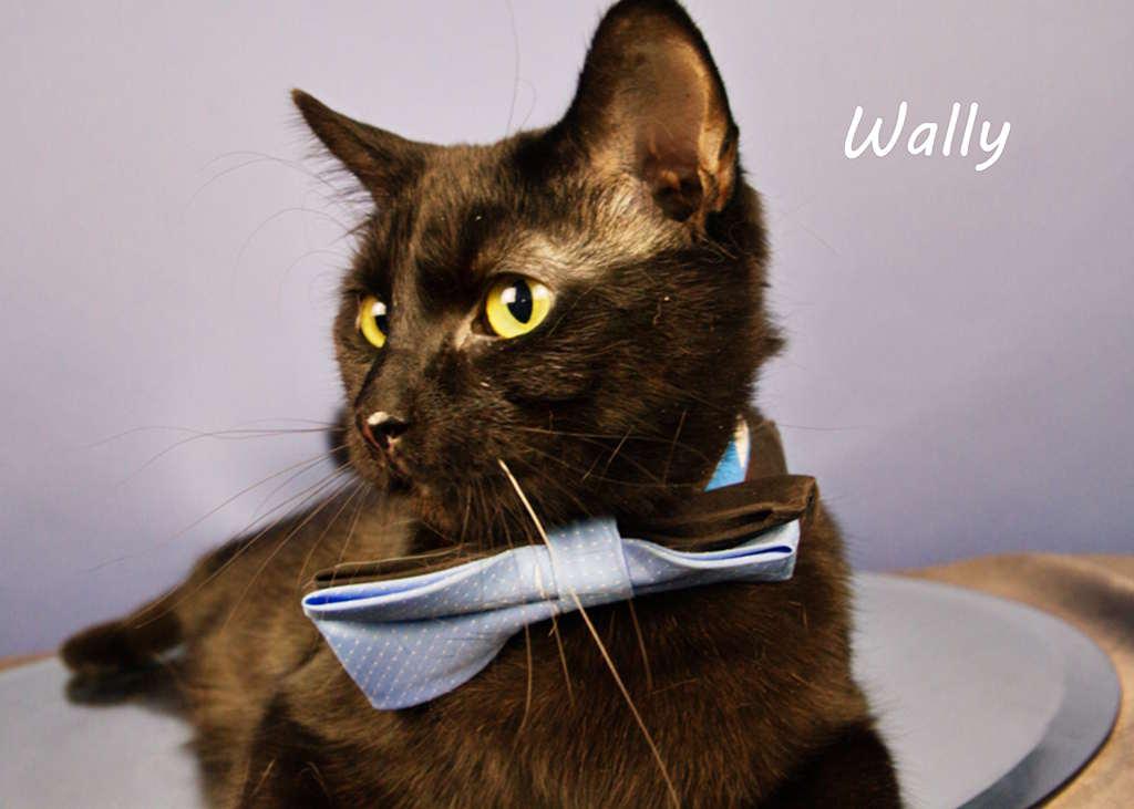 Enlarge Wally, a Adoptable Domestic Short Hair in York, NE image 4/4