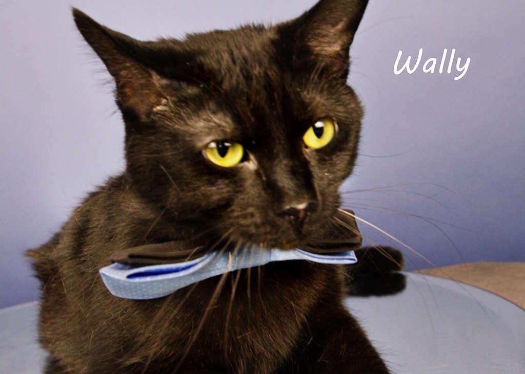 Enlarge Wally, a Adoptable Domestic Short Hair in York, NE image 3/4