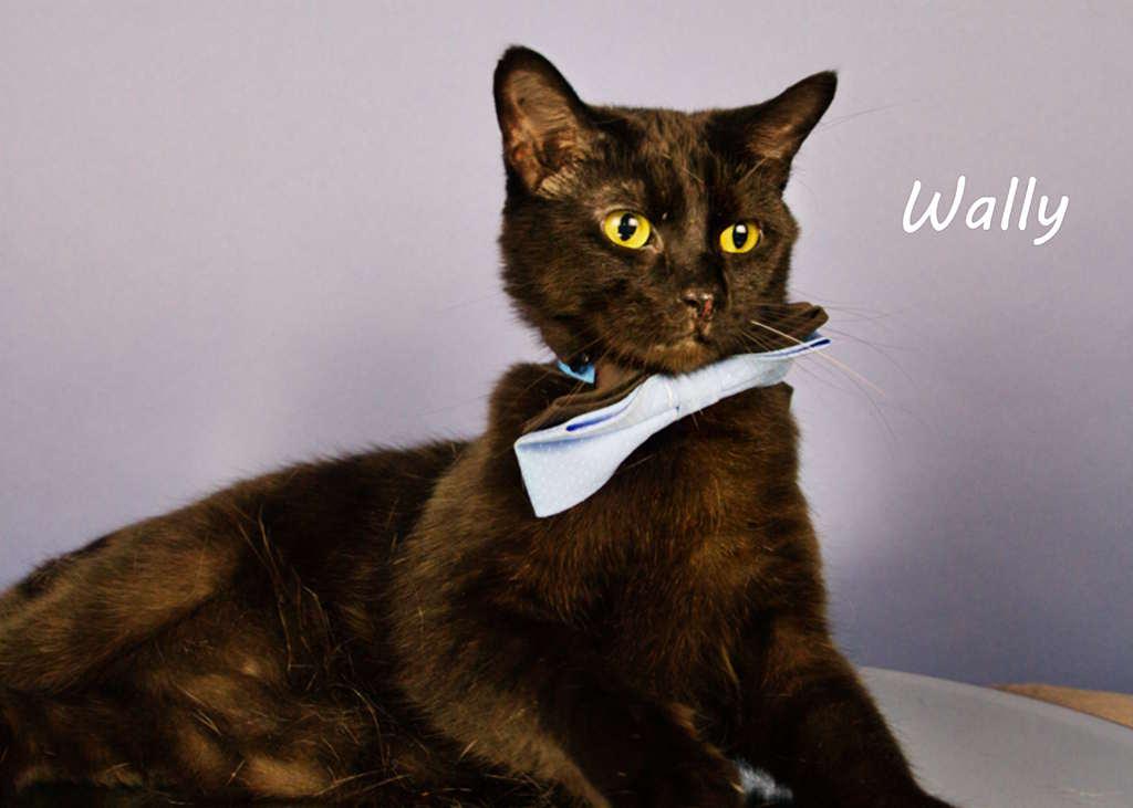 Enlarge Wally, a Adoptable Domestic Short Hair in York, NE image 1/4