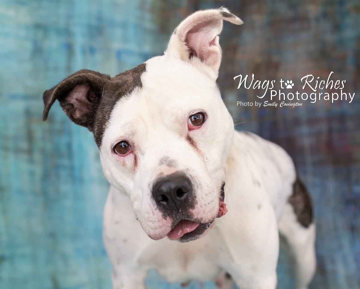 Enlarge Katrina, a Adoptable mixed breed in Anniston, AL image 1/8