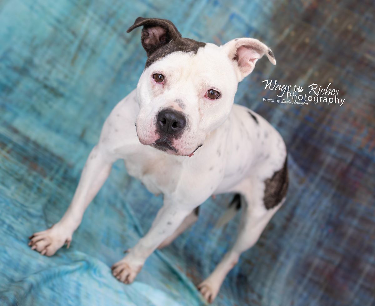 Enlarge Katrina, a Adoptable mixed breed in Anniston, AL image 2/8