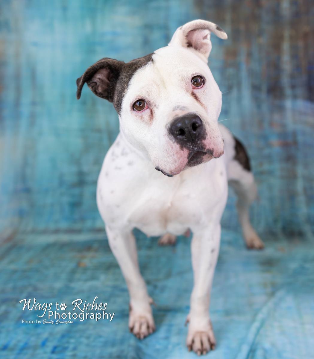Enlarge Katrina, a Adoptable mixed breed in Anniston, AL image 3/8