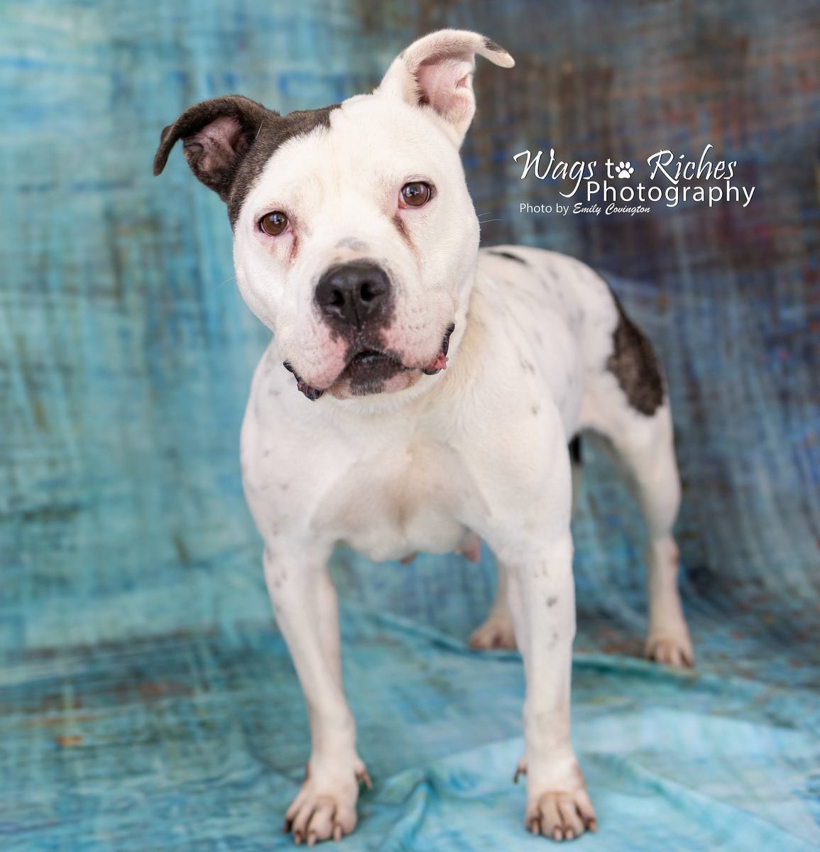 Enlarge Katrina, a Adoptable mixed breed in Anniston, AL image 4/8