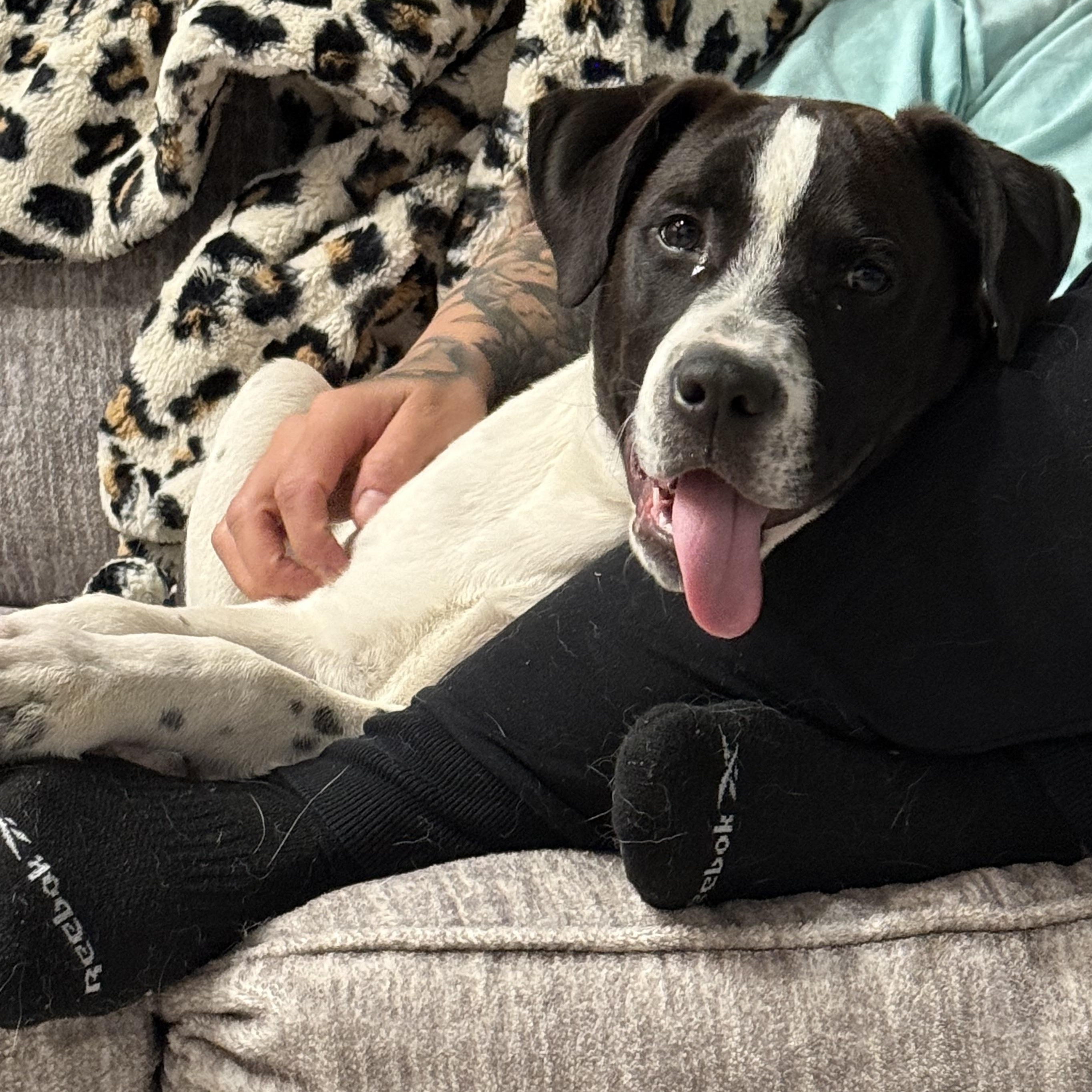 Buddy, Adopted, Young Male English Pointer.