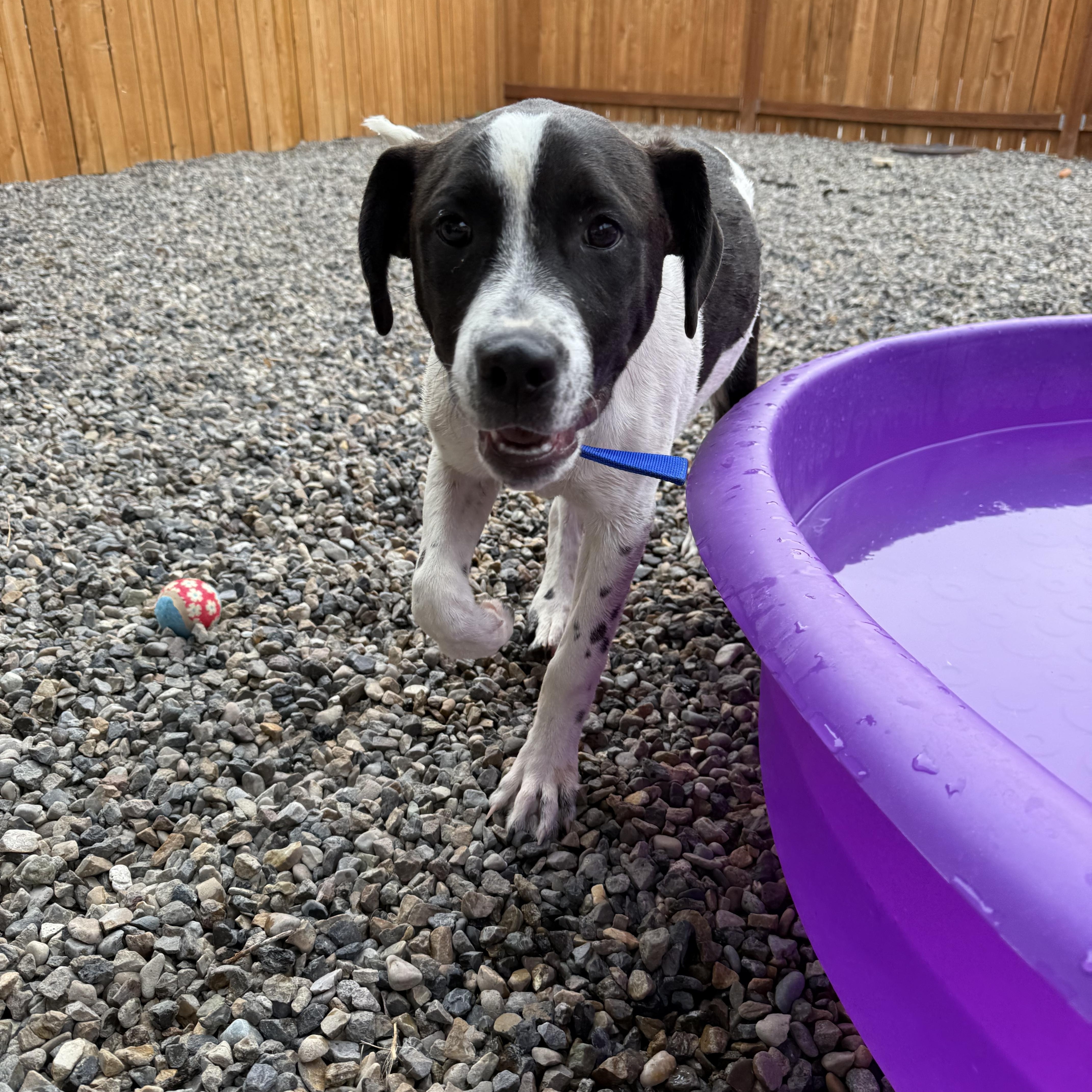 Enlarge Buddy, a Adopted mixed breed in Carlin, NV image 2/3