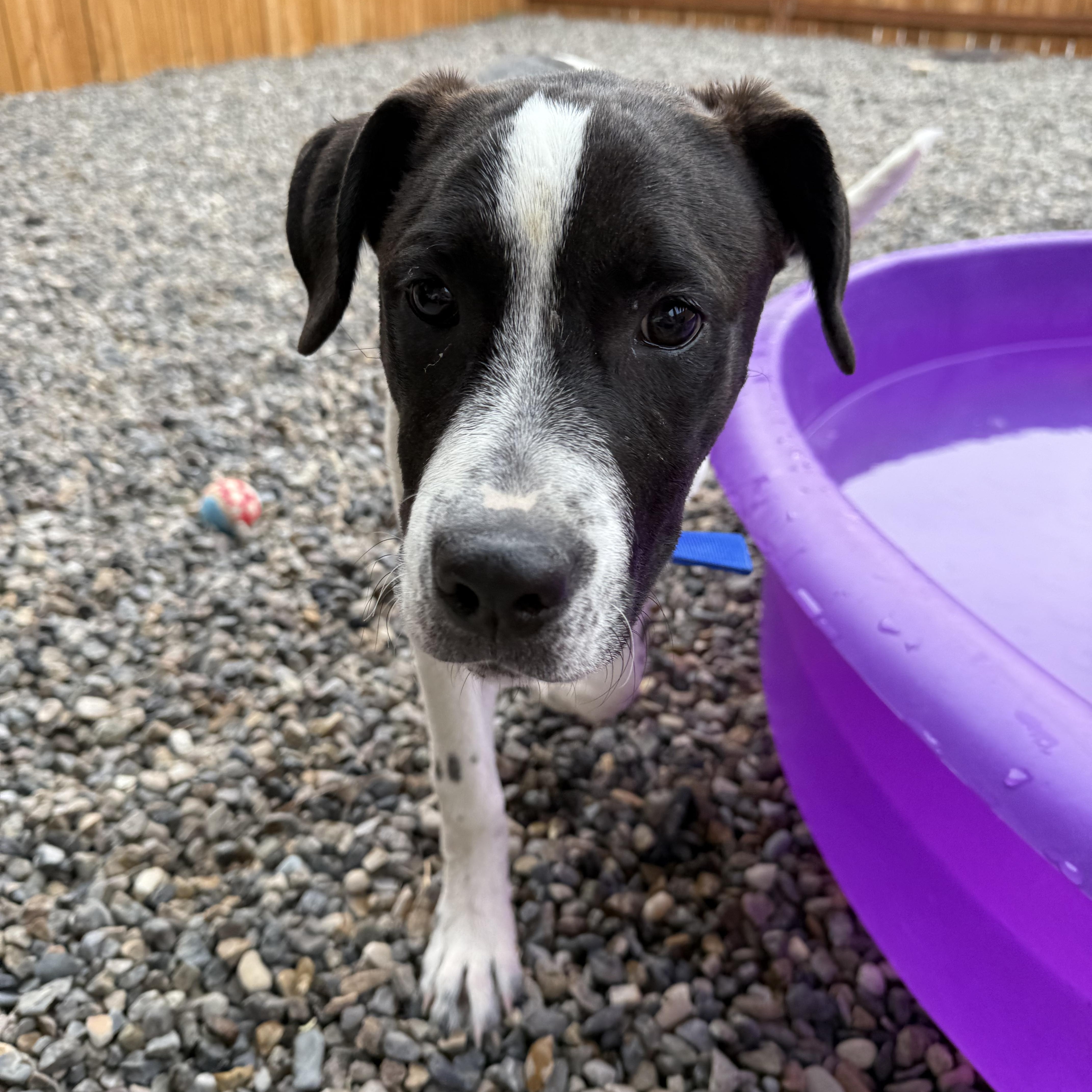Enlarge Buddy, a Adopted mixed breed in Carlin, NV image 3/3