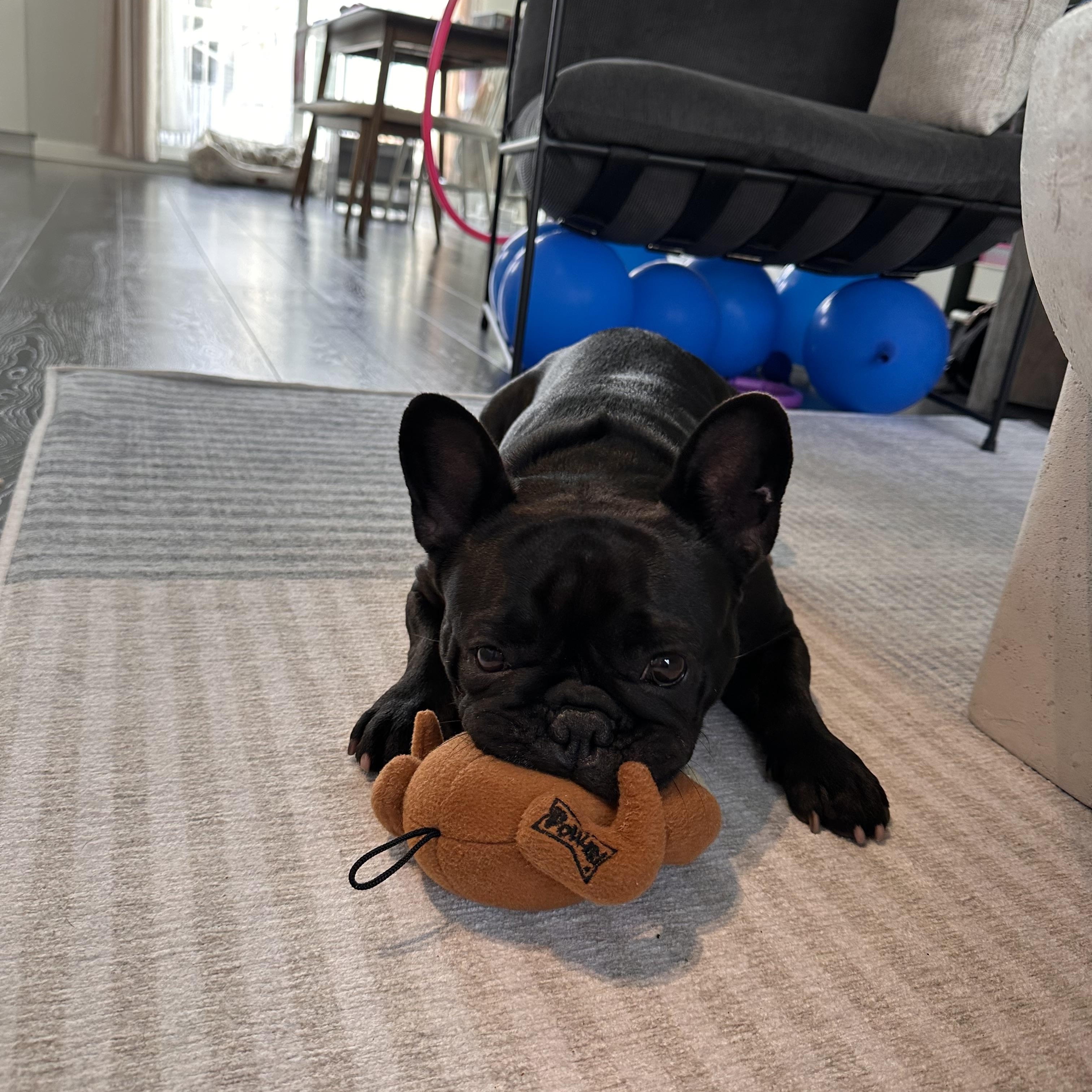 Vienna, an adopted French Bulldog in Vancouver, BC image 3/6