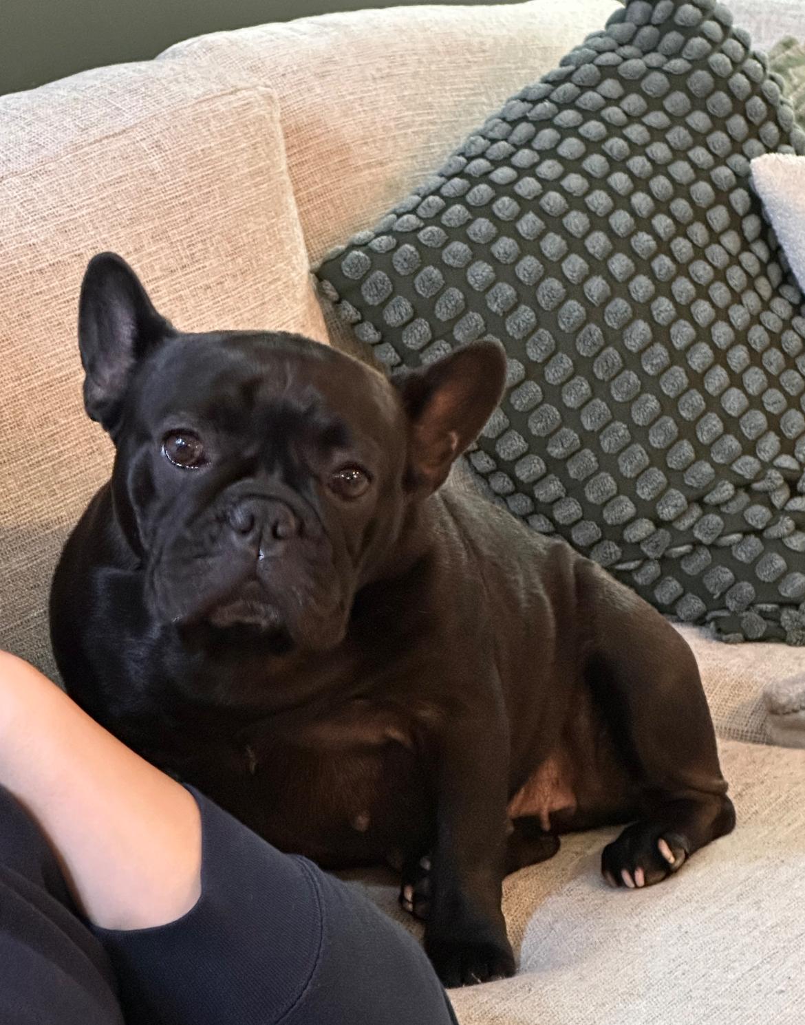 Vienna, an adopted French Bulldog in Vancouver, BC image 4/6