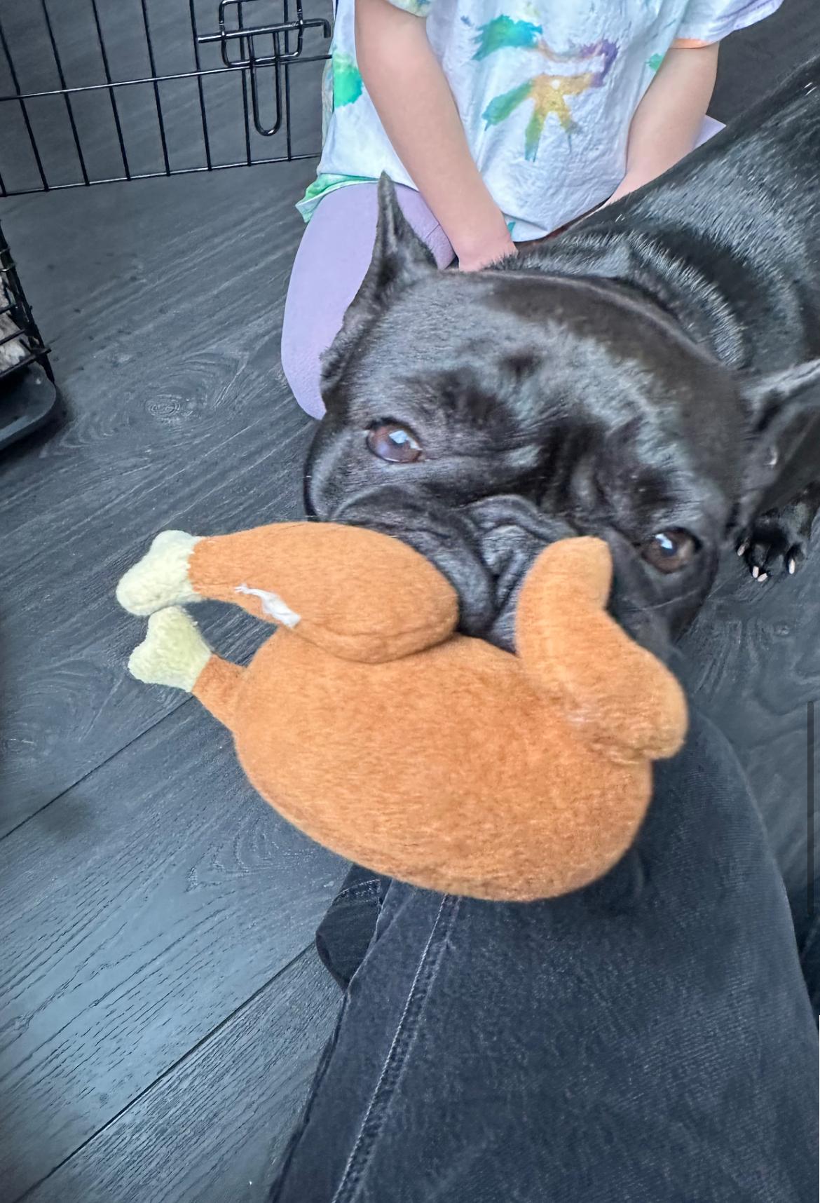 Vienna, an adopted French Bulldog in Vancouver, BC image 2/6