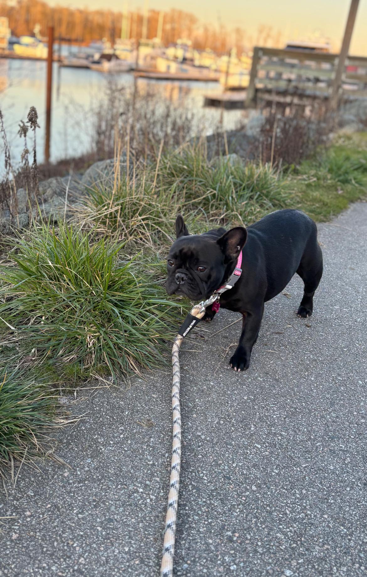 Vienna, an adopted French Bulldog in Vancouver, BC image 6/6