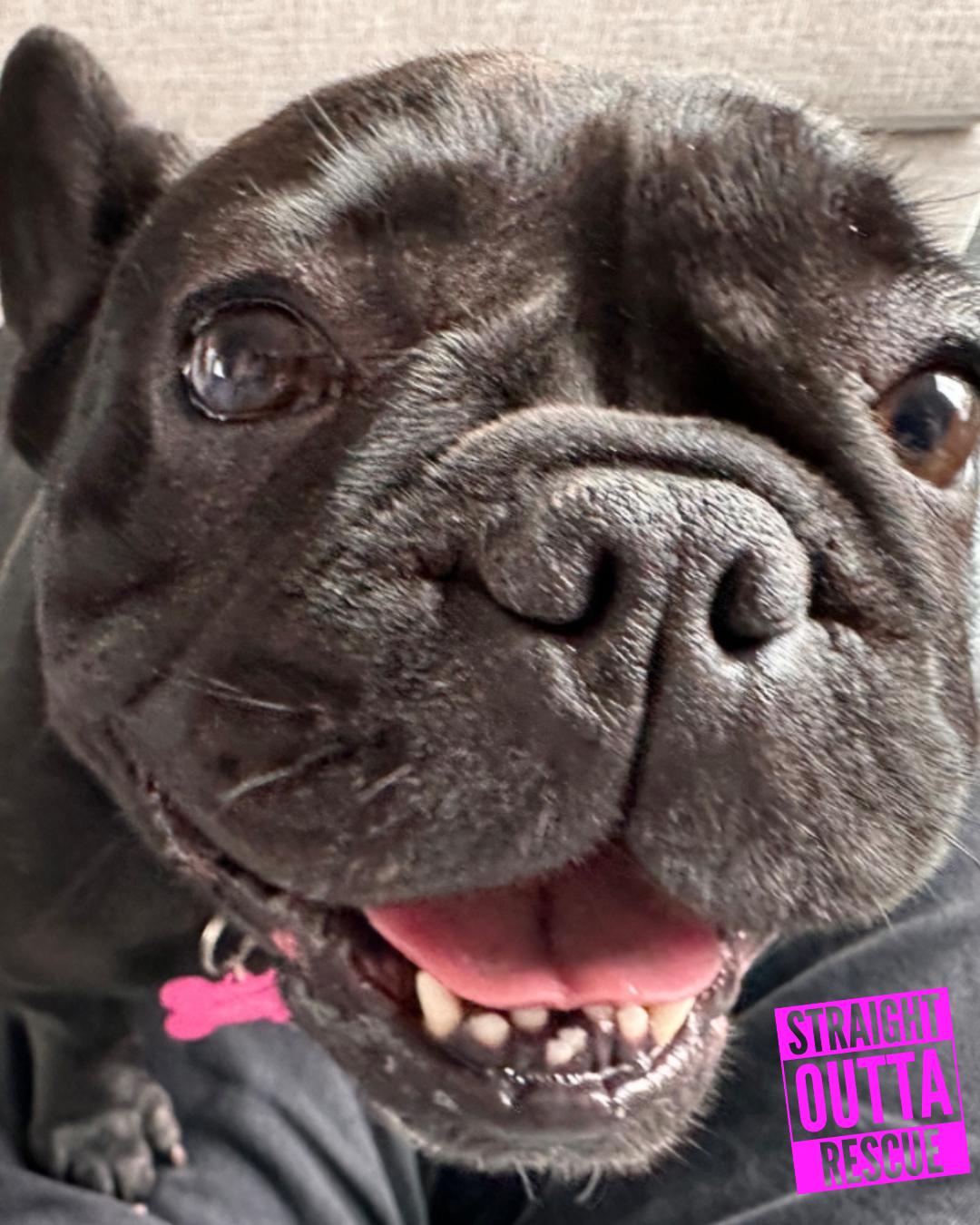 Vienna, an adopted French Bulldog in Vancouver, BC image 5/6