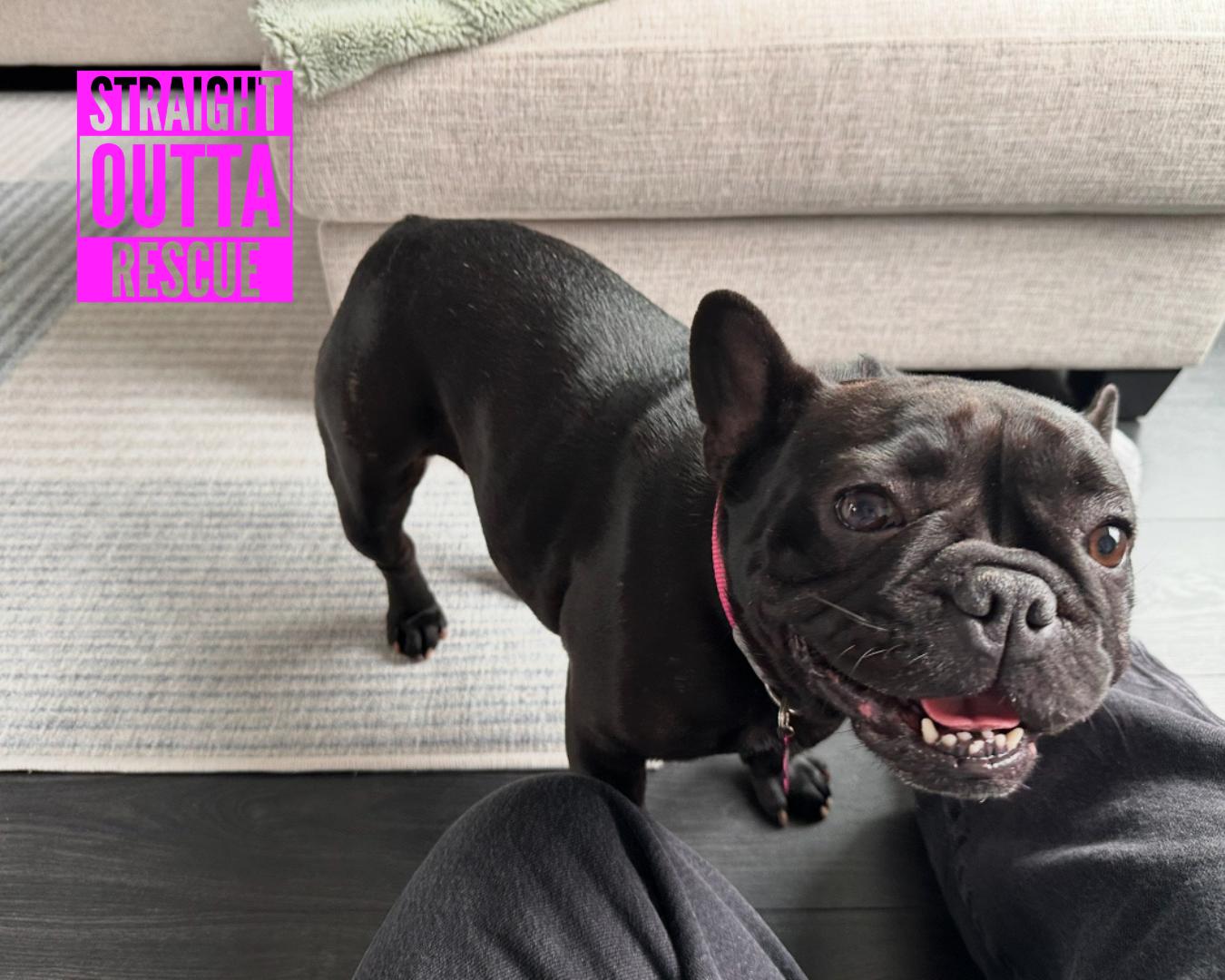 Vienna, an adopted French Bulldog in Vancouver, BC image 1/6