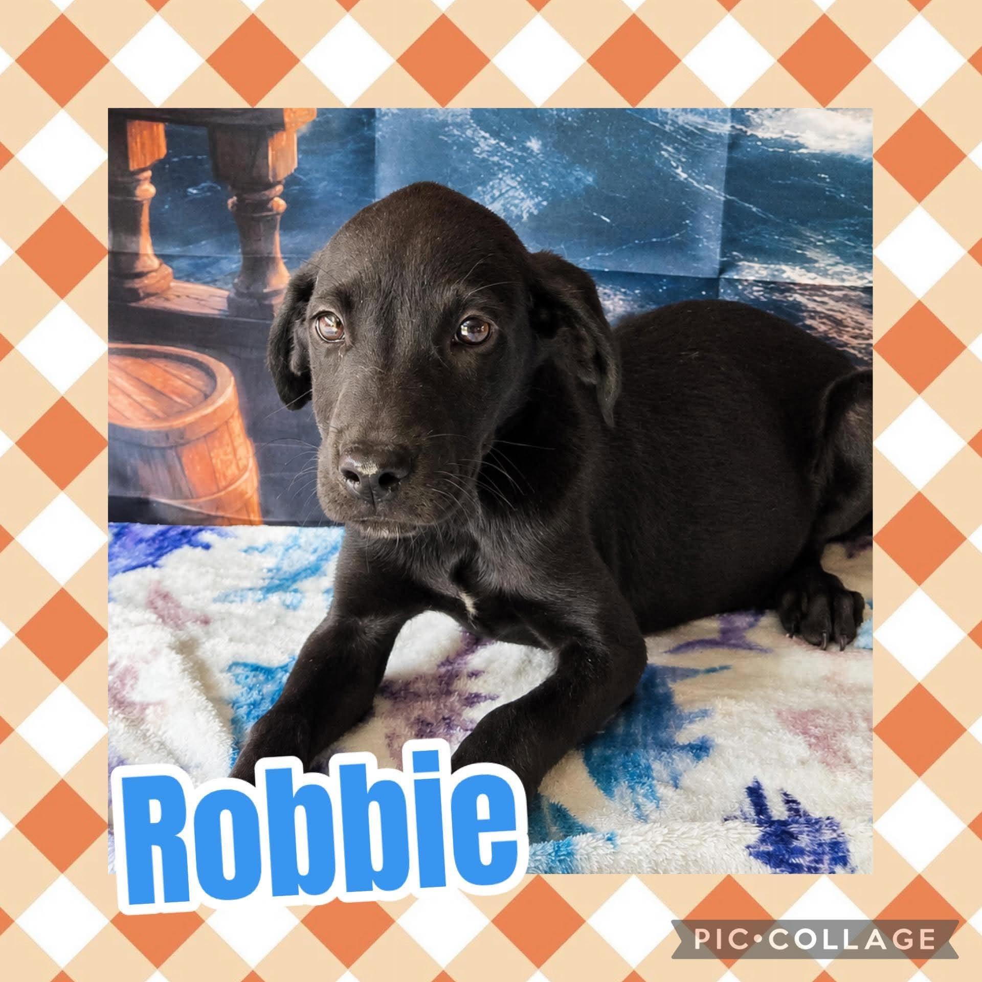Robbie, ADOPTABLE, Puppy Male Labrador Retriever.
