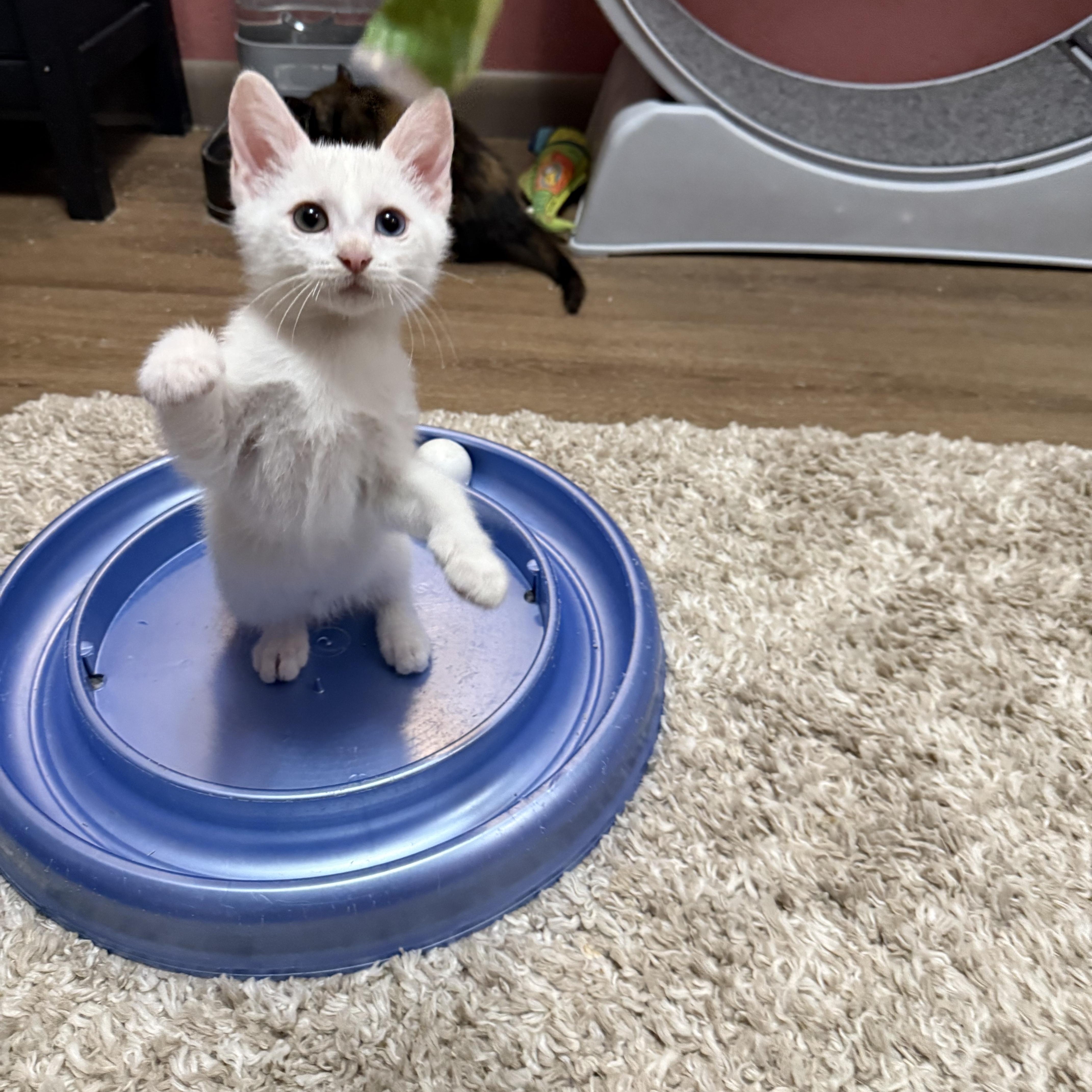 Leonard, Adoptable, Kitten Male American Shorthair.