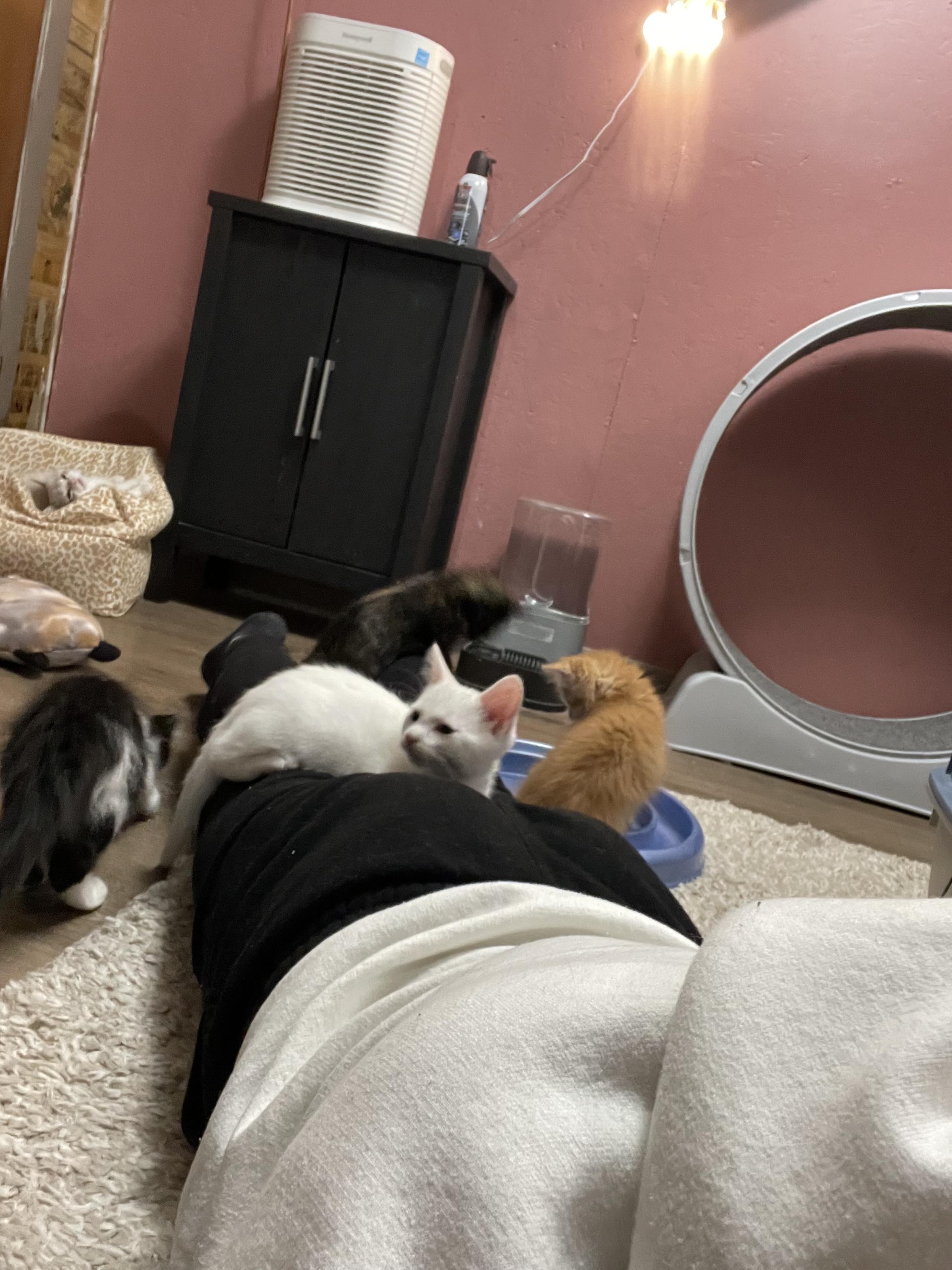 Enlarge Leonard, a Adoptable mixed breed in Ellington, MO image 1/1