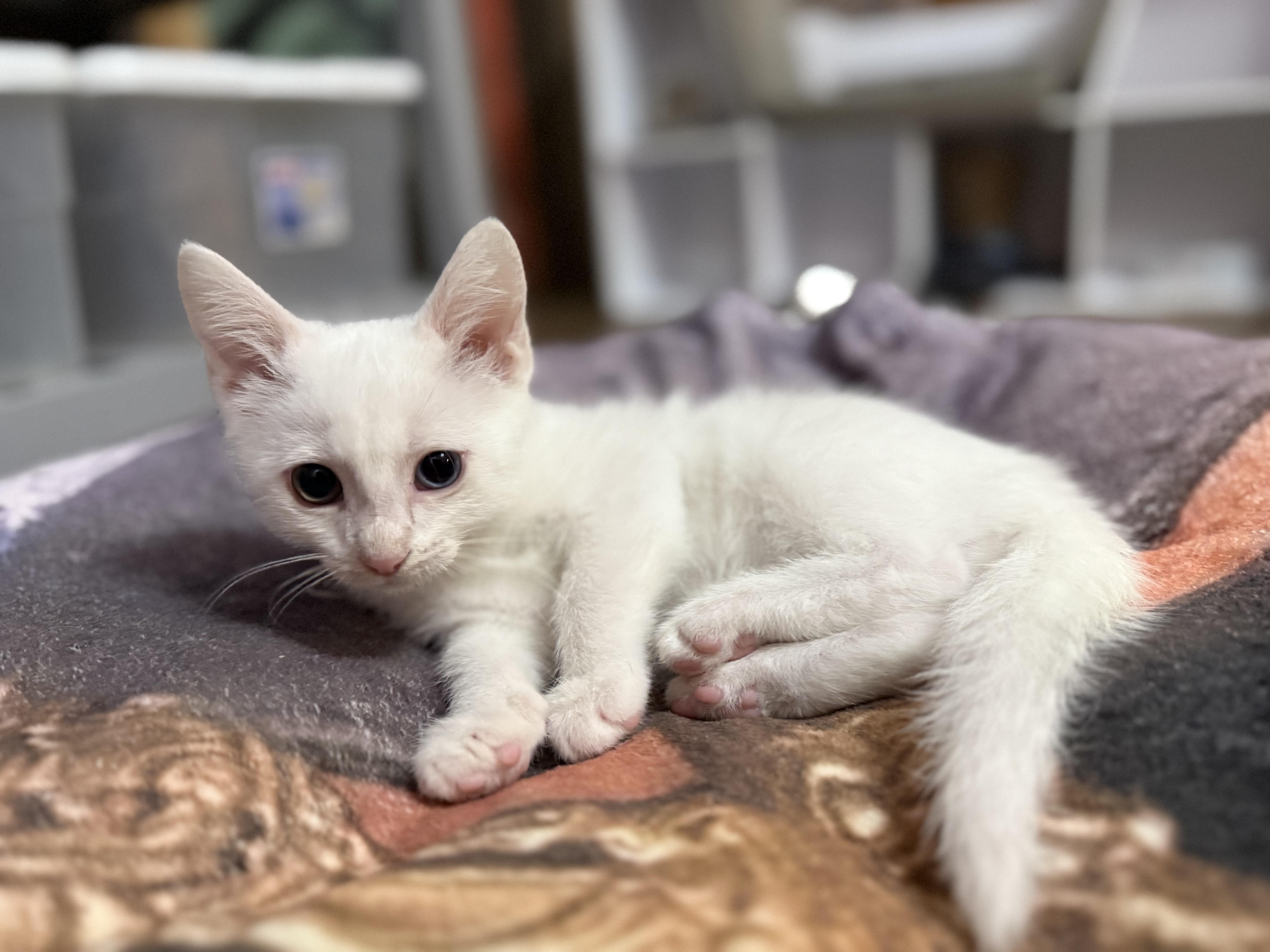 Enlarge Leonard, a Adoptable mixed breed in Ellington, MO image 2/3