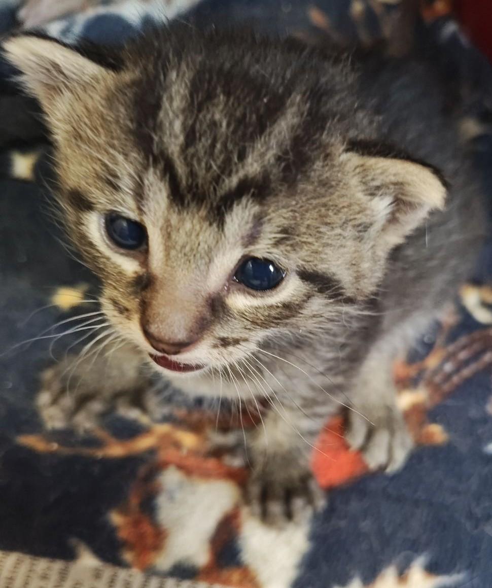 Mary-Ann, an adoptable Domestic Short Hair in Wahpeton, ND image 3/3