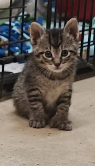 Enlarge Mary-Ann, an adoptable Domestic Short Hair in Wahpeton, ND image 1/4