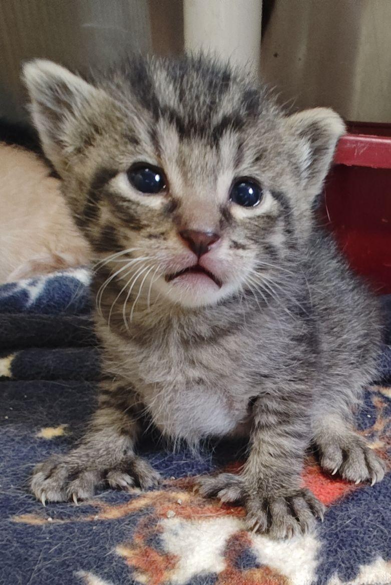 Mary-Ann, adoptable, Kitten Female Domestic Short Hair.