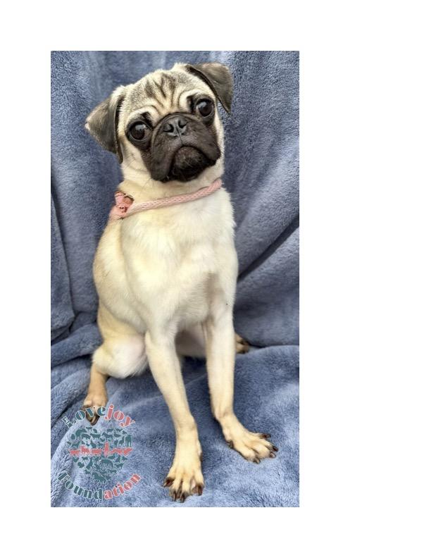 Meet the Fantasy Four COH  a charming group of 1 and a half year old male Pugs who were