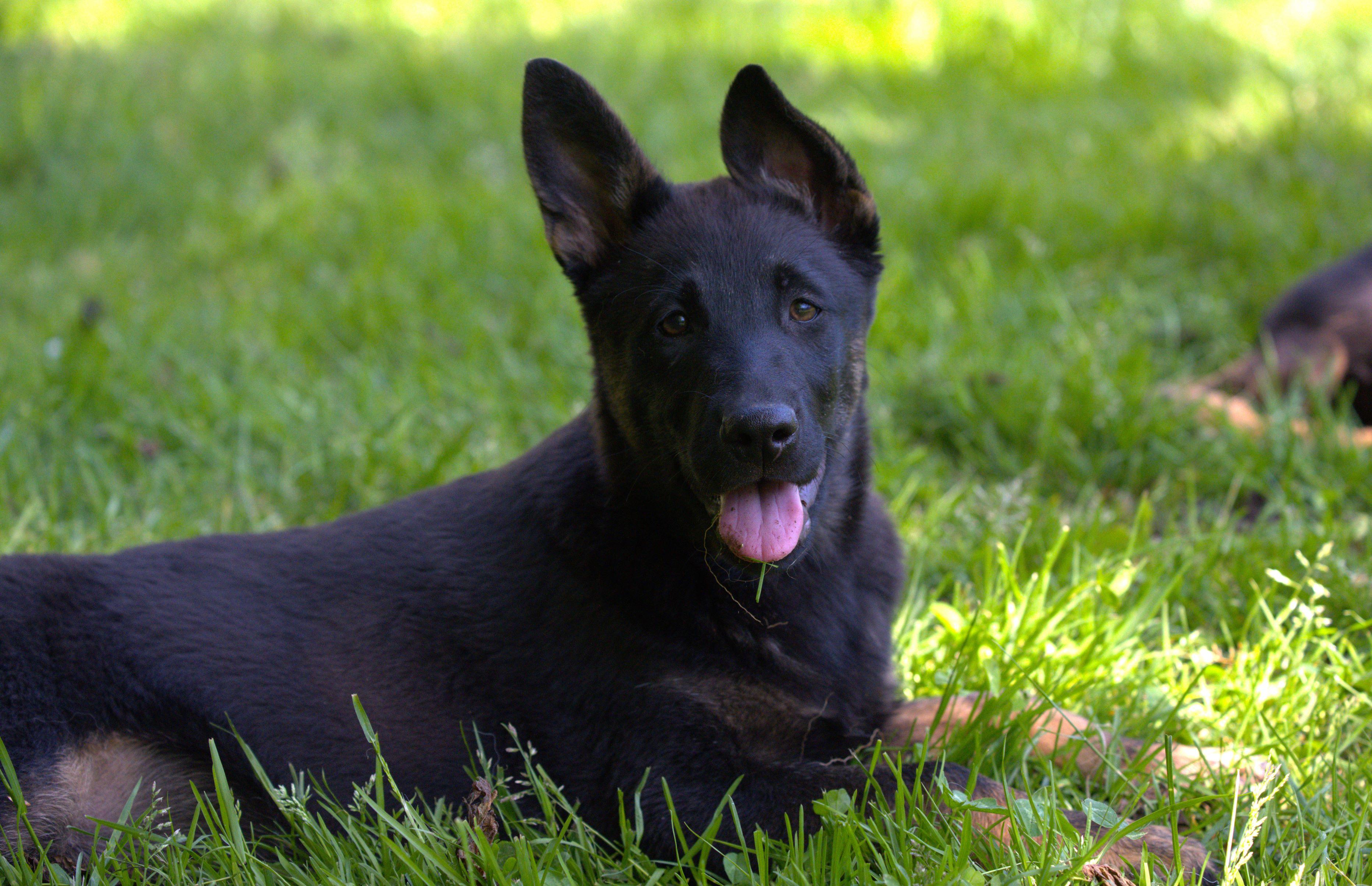 Jelly, Young Female German Shepherd Dog