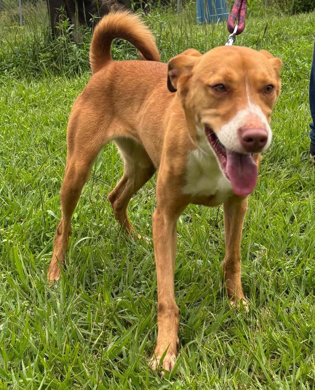 Enlarge Sierra, a Adoptable mixed breed in San Francisco, CA image 2/2