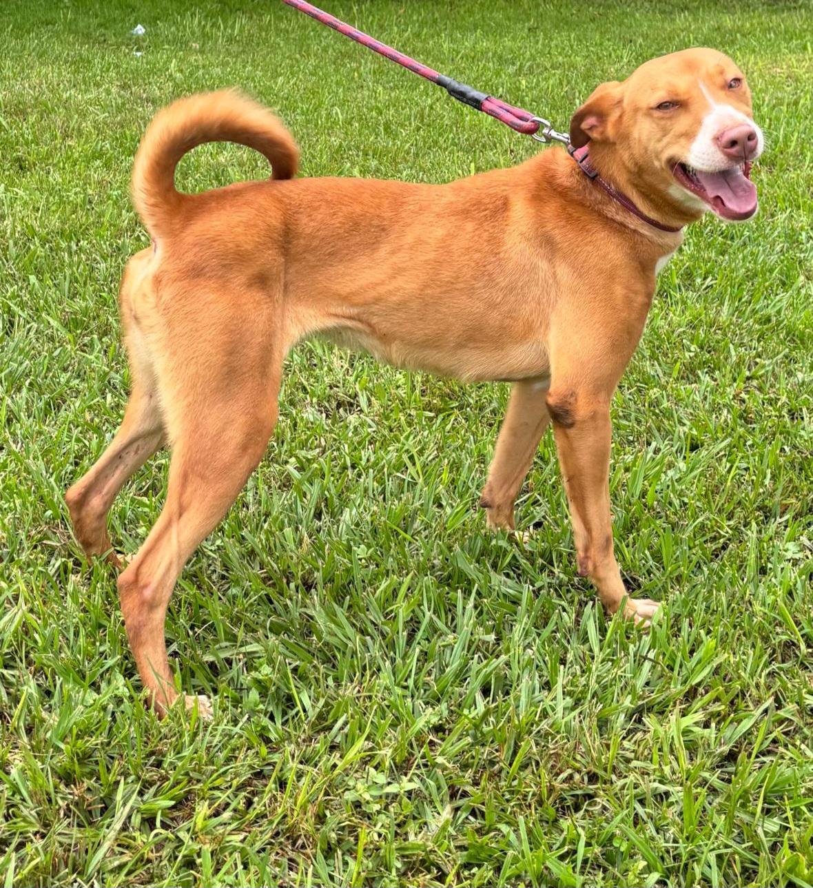 Enlarge Sierra, a Adoptable mixed breed in San Francisco, CA image 1/2
