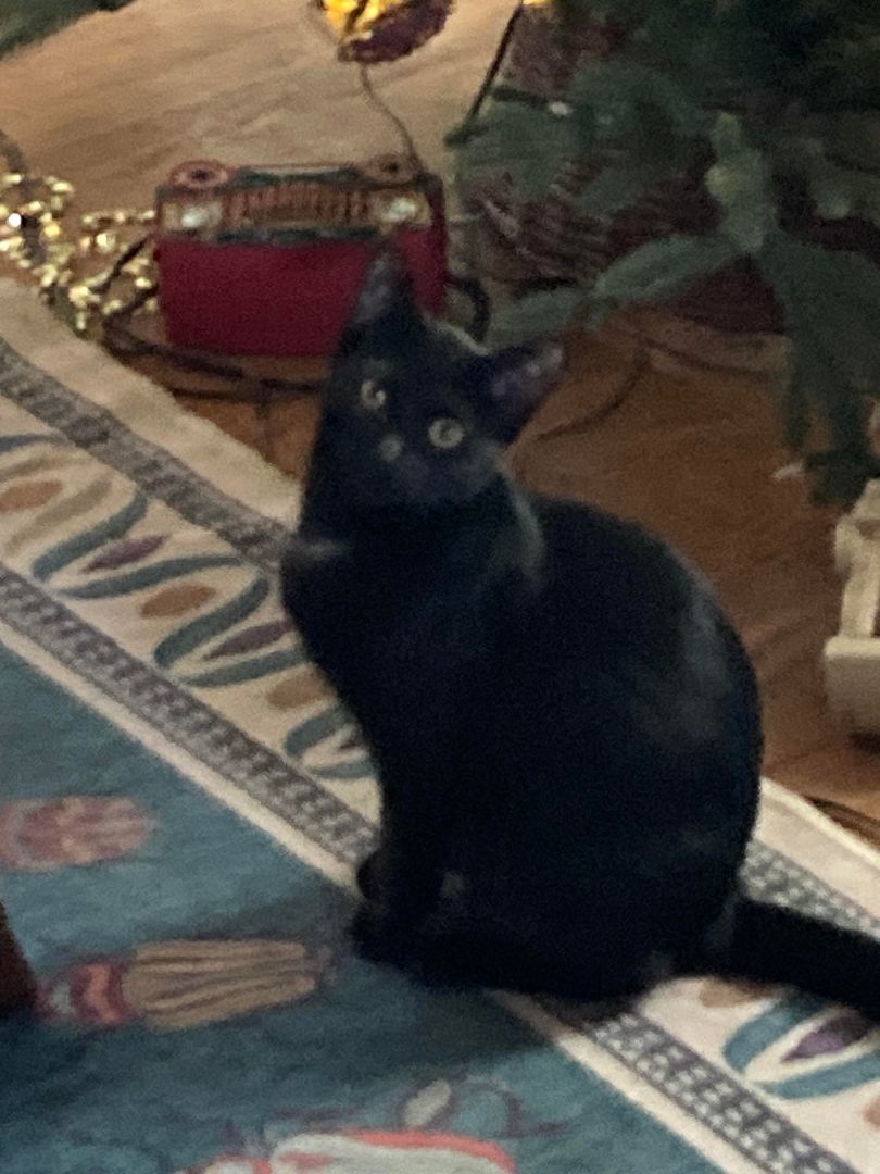 Elspeth, Adoptable, Young Female Domestic Short Hair.