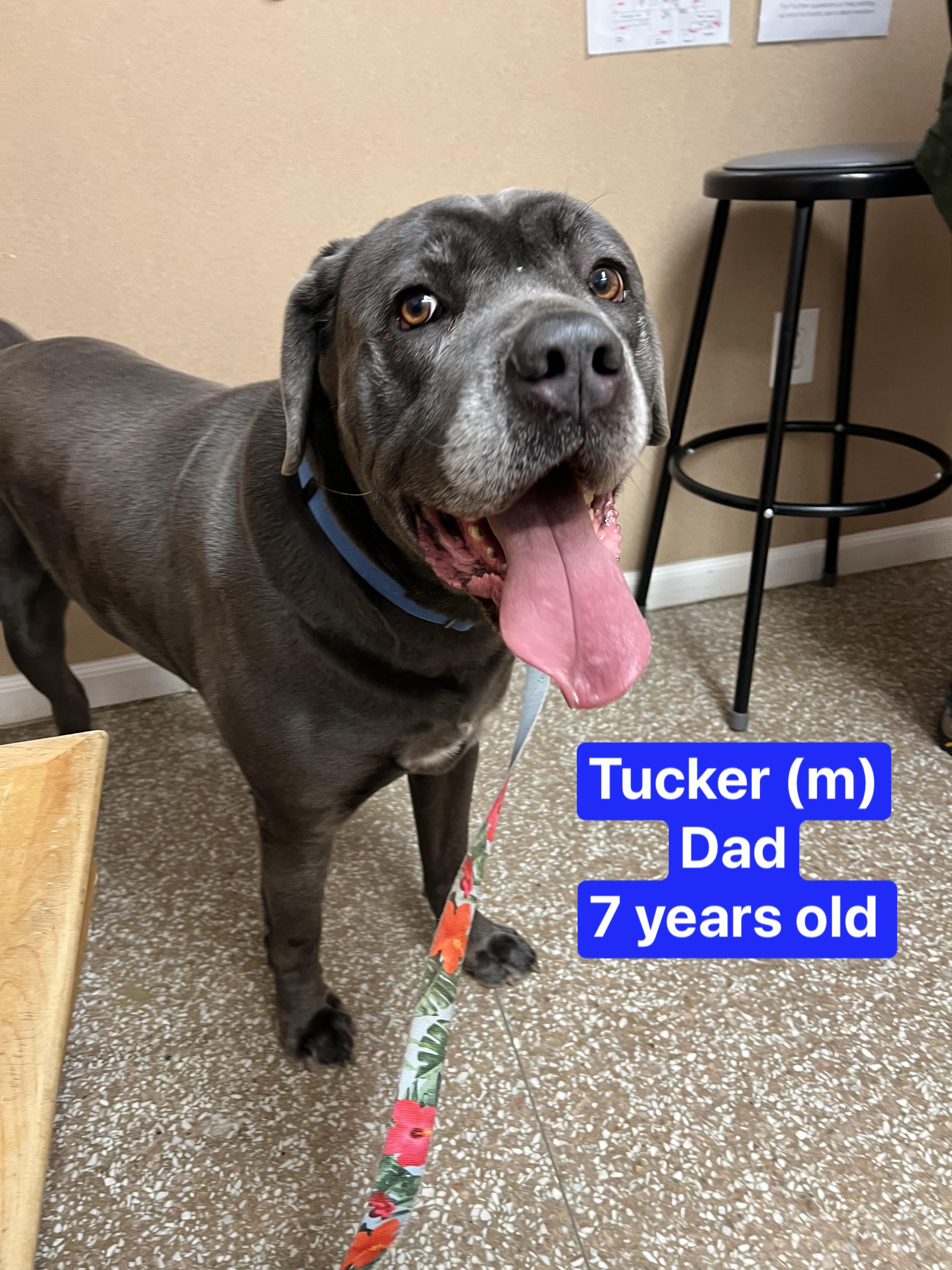 Enlarge Tucker, an adopted Cane Corso in Montville, NJ image 2/2