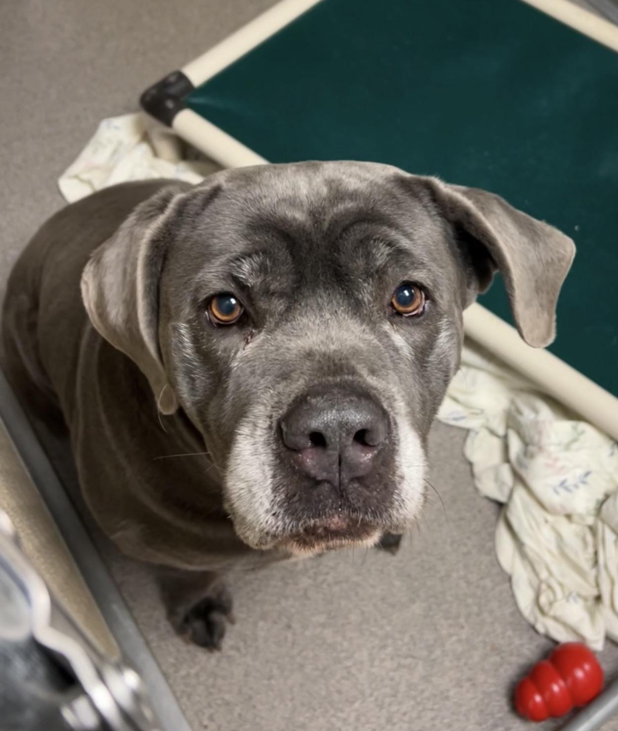 Tucker, Adoptable, Adult Male Cane Corso.