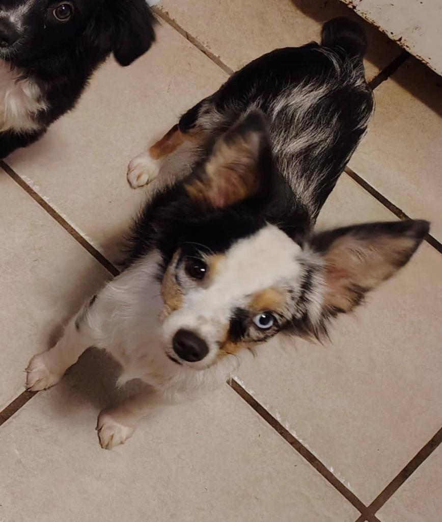 Enlarge Daisy 2, a Adopted Australian Shepherd in Waynesville, GA image 1/1