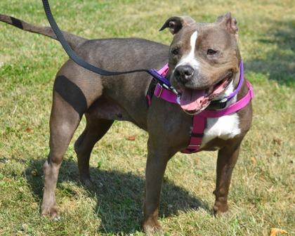 Enlarge Lucy, a Adoptable mixed breed in West Seneca, NY image 1/3