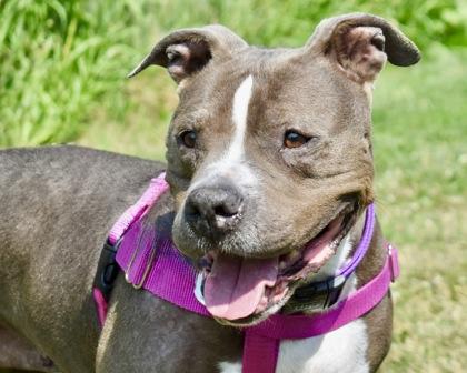Enlarge Lucy, a Adoptable mixed breed in West Seneca, NY image 2/3