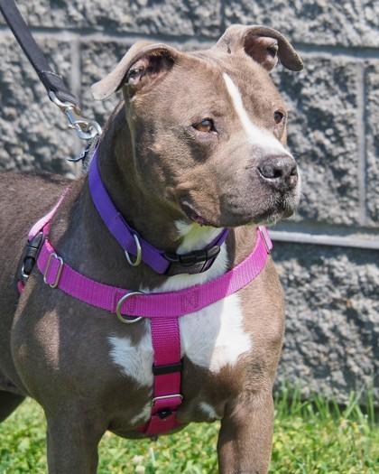 Enlarge Lucy, a Adoptable mixed breed in West Seneca, NY image 3/3